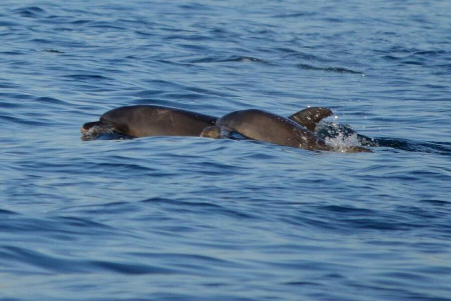 Vrsar: Dolphin Watching Boat Tour including Drinks - Small details that improve the experience