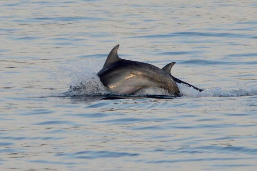 Vrsar: Dolphin Watching Boat Tour including Drinks - Who will enjoy the Mikela boat most?