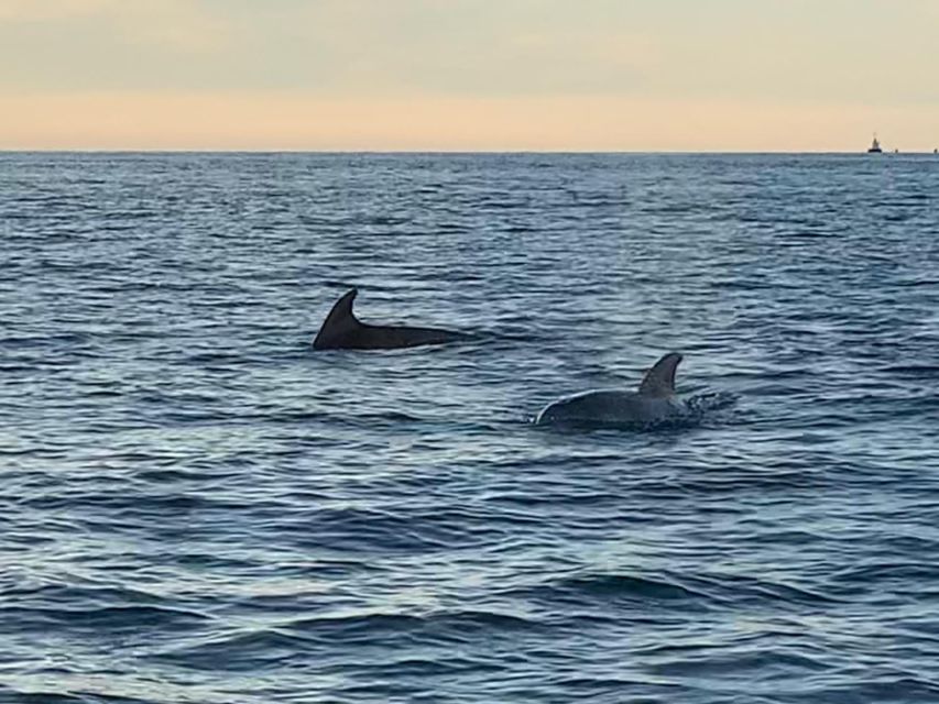 Vrsar: Dolphin-Watching Sunset Adventure with Speedboat - Practical tips for a better evening
