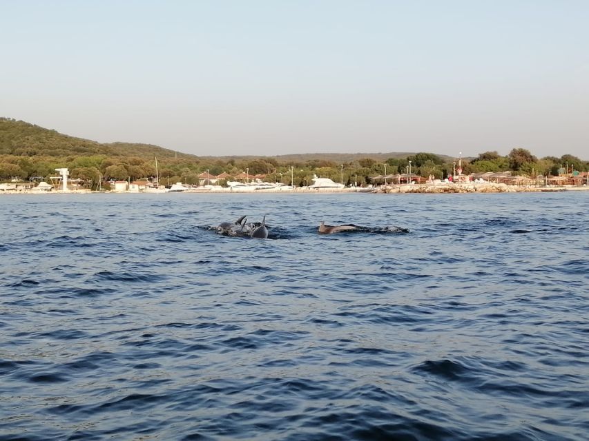 Vrsar: Dolphin-Watching Sunset Adventure with Speedboat - What the skipper adds to the ride