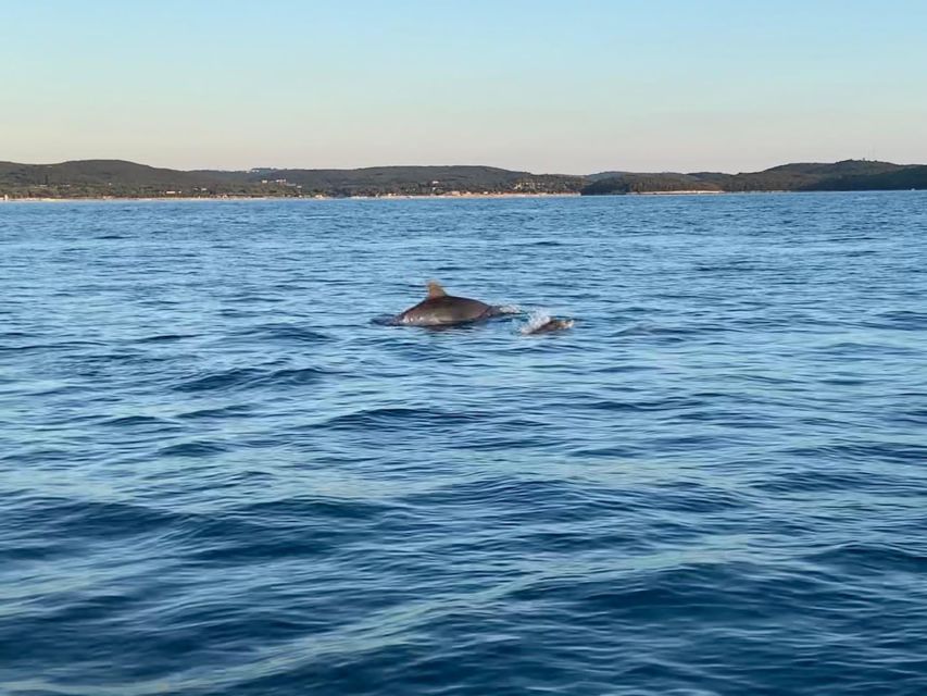 Vrsar: Dolphin-Watching Sunset Adventure with Speedboat - Is $29 a fair price?