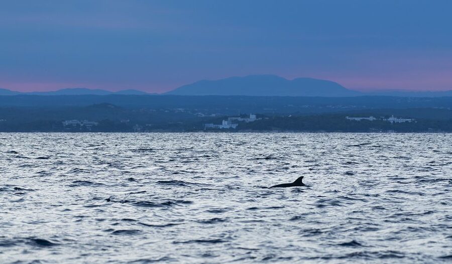 Vrsar: Dolphin-Watching Sunset Adventure with Speedboat - Weather, cancellations, and the guarantee