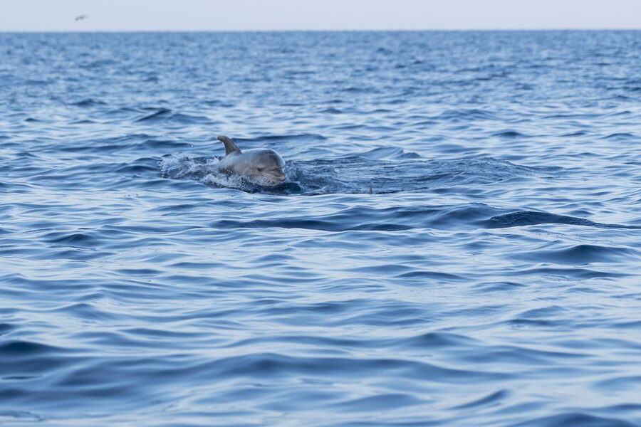 Vrsar: Dolphin-Watching Sunset Adventure with Speedboat - The search is part of the adventure