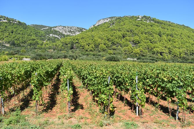Wine & Sightseeing Tour Korcula - What makes this Korčula tour worth considering