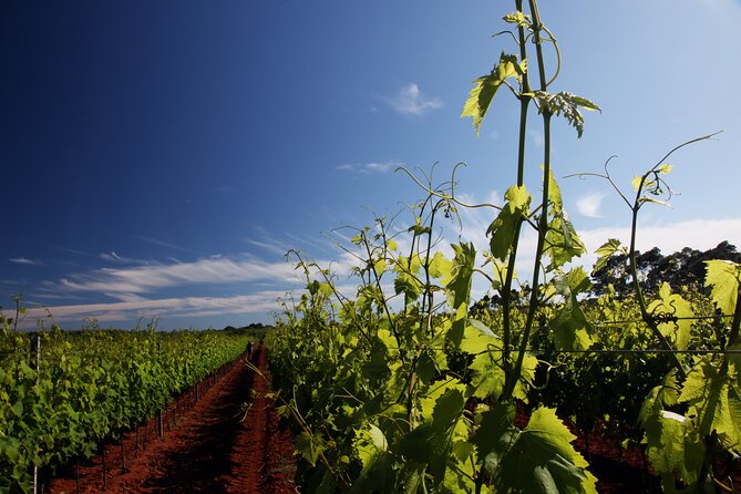 Wine Tasting Experience at the organic winery in Šišan - Key points to know before booking
