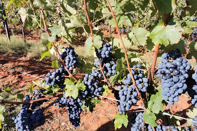 Wine Tasting Experience at the organic winery in Šišan - Practical planning for a smoother visit