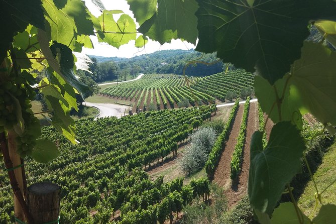 Wine Tour - The Best of Istria - Why this tour works from Rovinj