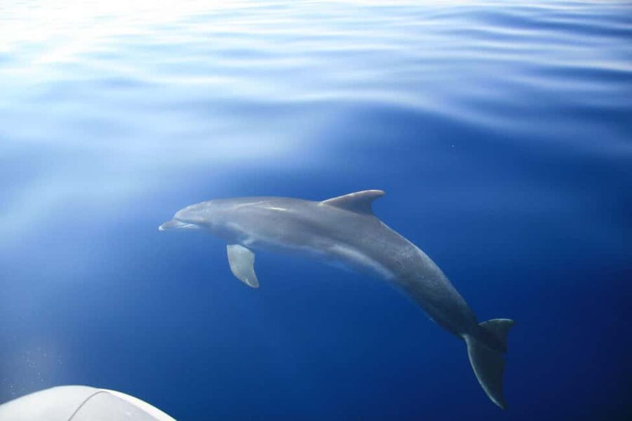 Zadar: Speedboat Tour with Snorkeling & Fruit All Inclusive - Food, water, shade, and what to pack